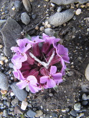 Erysimum pallasii