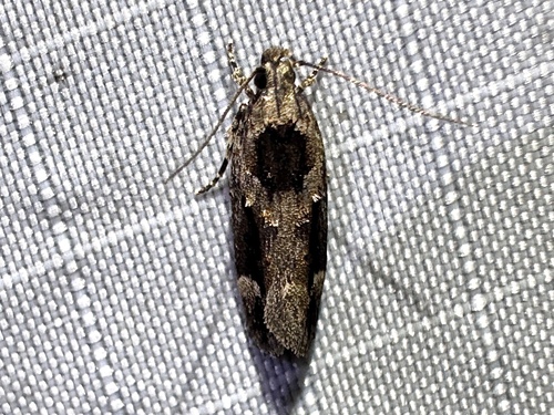 Walsingham's Moth photo 4