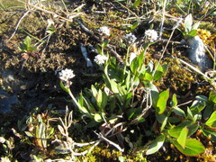 Eutrema edwardsii