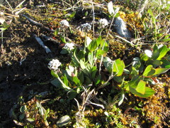 Eutrema edwardsii