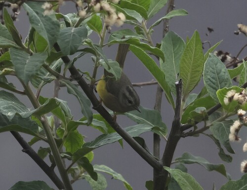 Three-banded Warbler (Basileuterus trifasciatus)