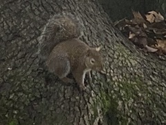 Sciurus carolinensis