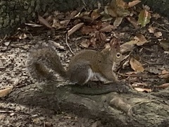 Sciurus carolinensis