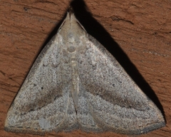 Macrochilo hypocritalis