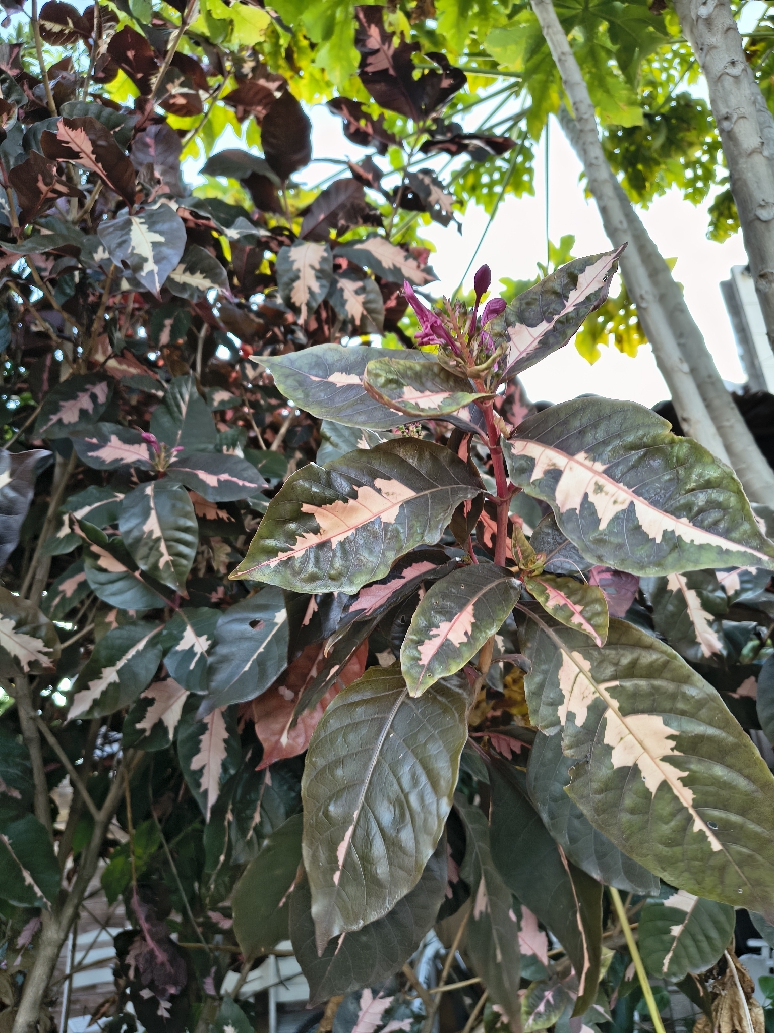 Graptophyllum pictum