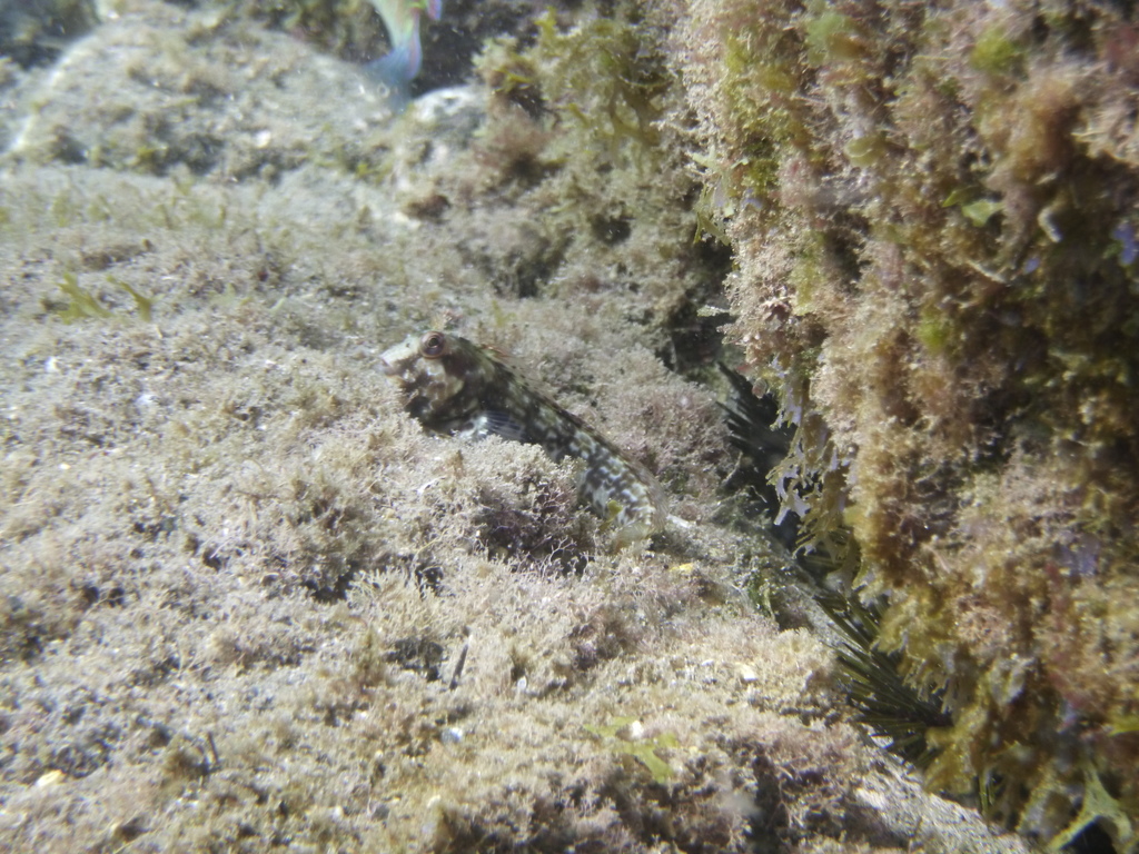 Sal blenny (Parablennius salensis) — Blenniidae