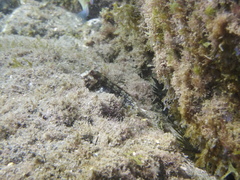 Parablennius pilicornis