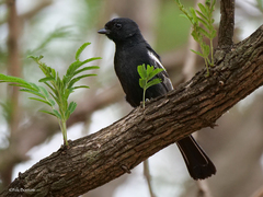 Melaniparus niger xanthostomus