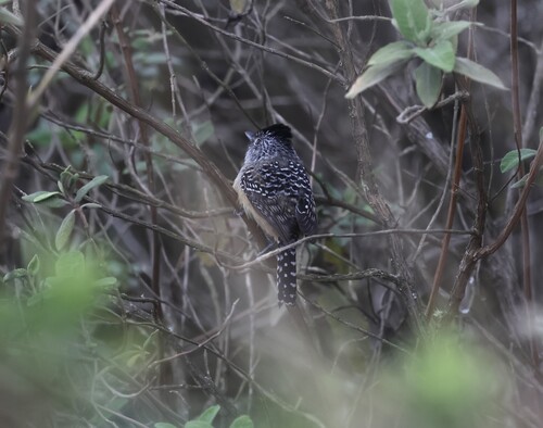 Chapman's Antshrike (Thamnophilus zarumae), photo 3