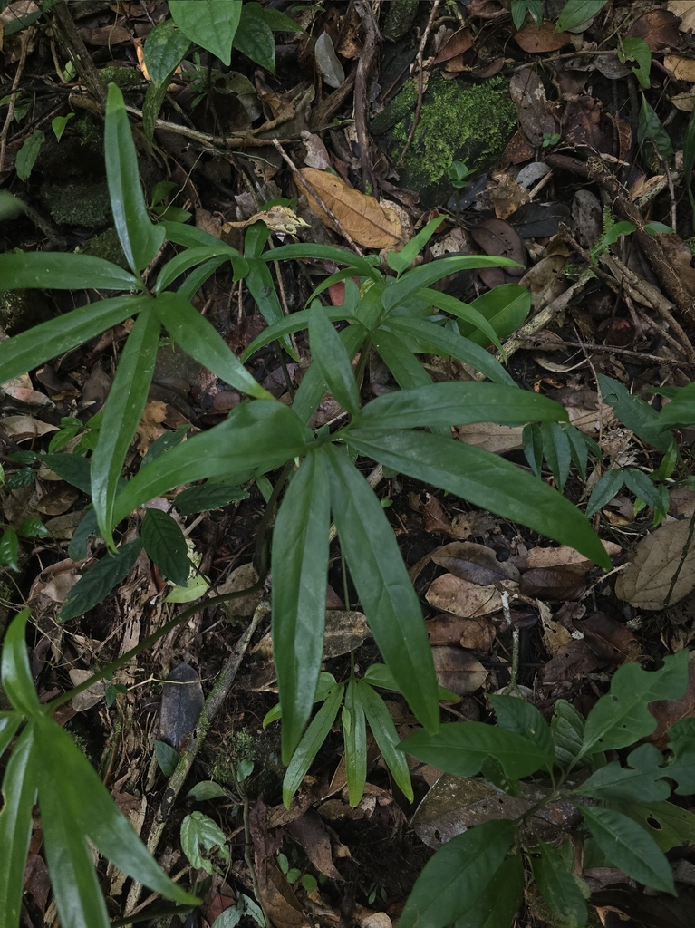 Arophyton humbertii