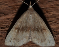 Phalaenostola eumelusalis