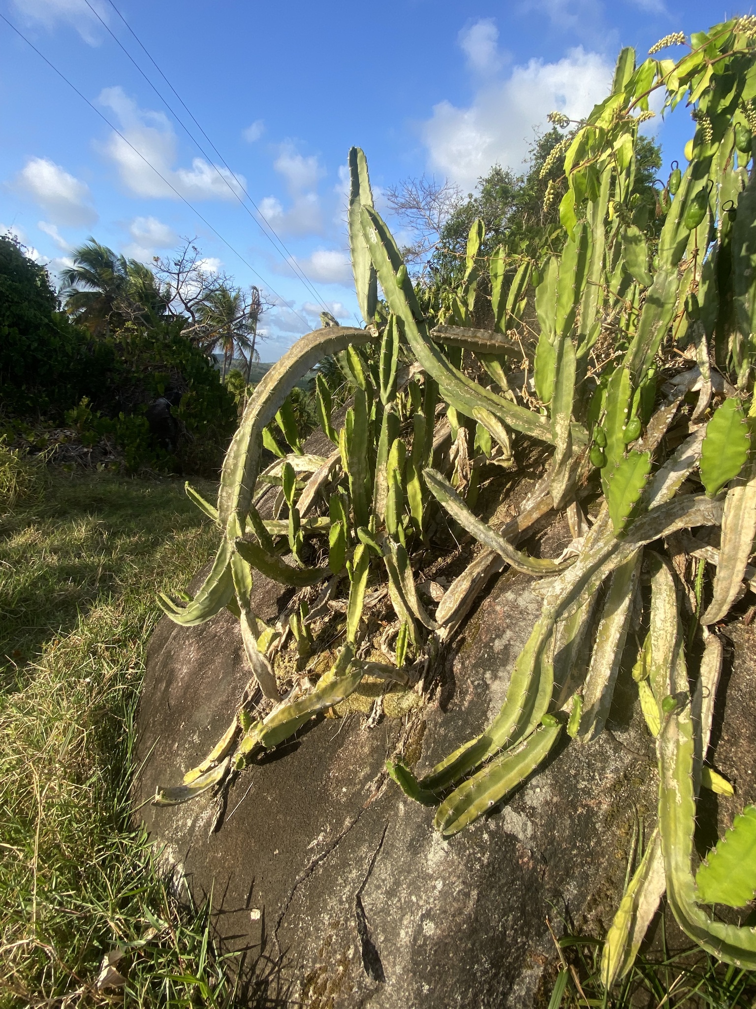 Cereus fernambucensis