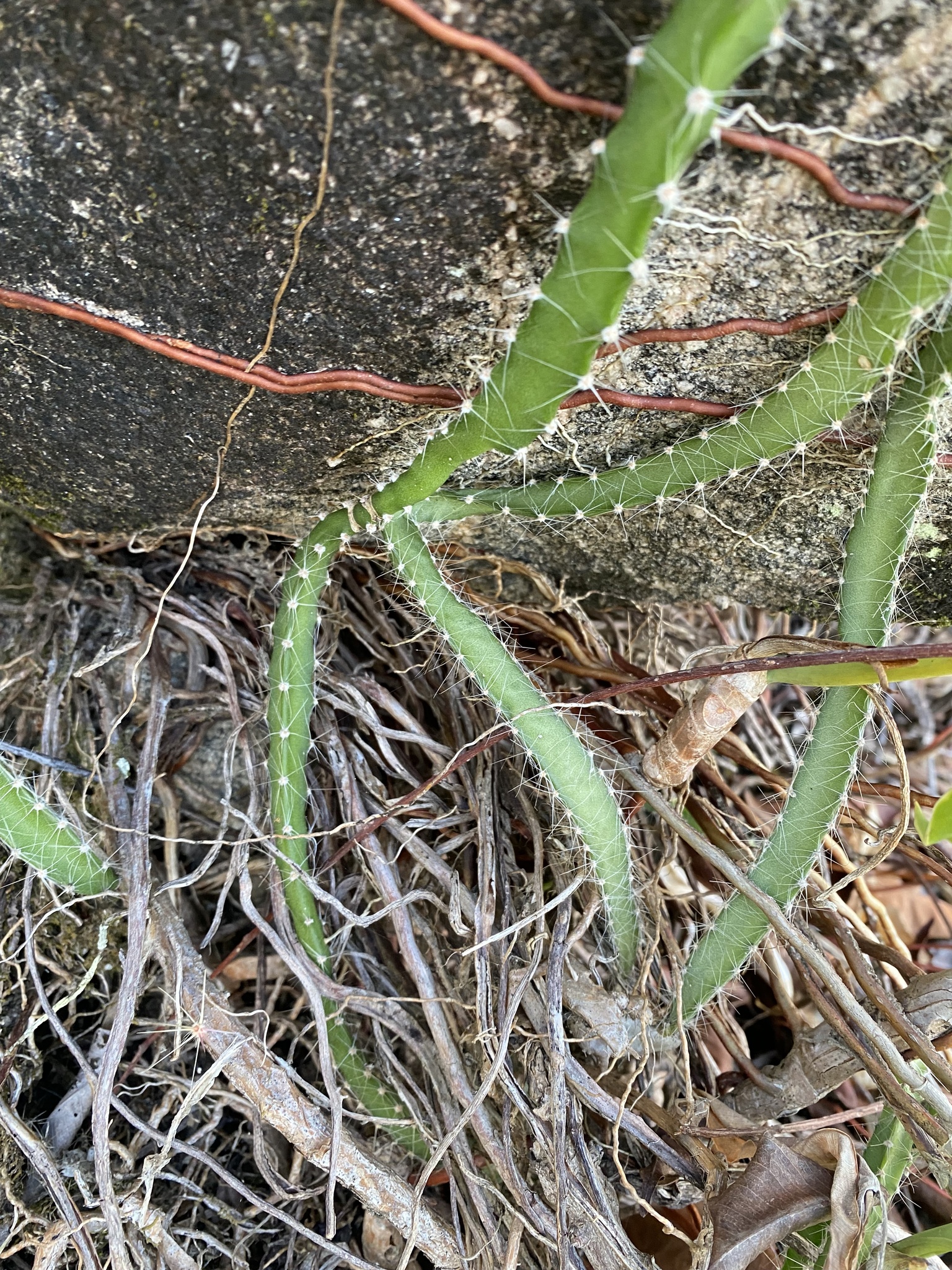 Selenicereus setaceus