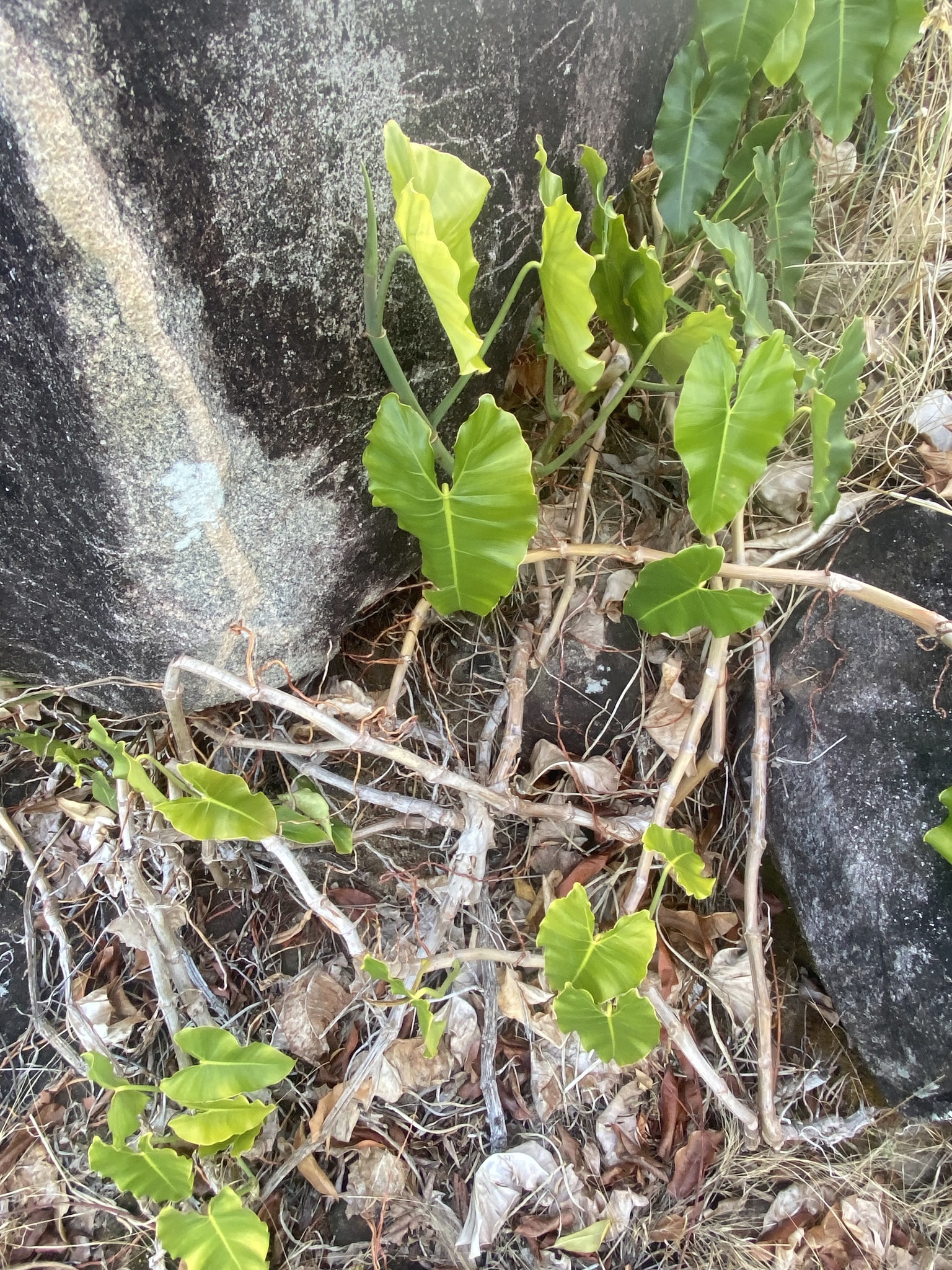 Philodendron quinquenervium