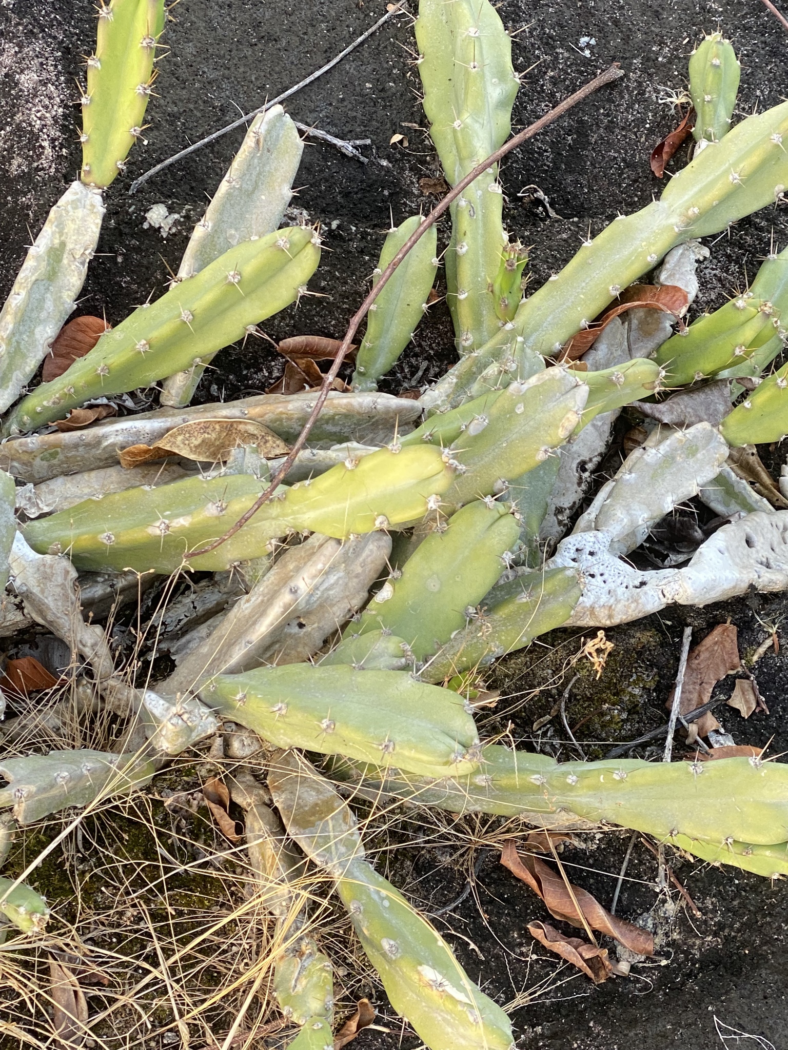 Cereus fernambucensis