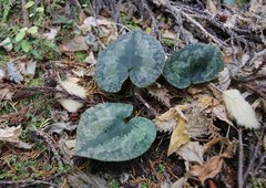 Asarum nipponicum nipponicum