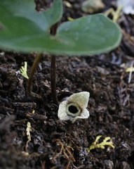 Asarum nipponicum nipponicum