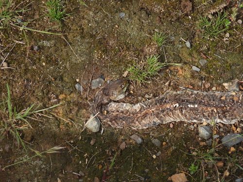 Lowlands Copperhead sighting