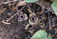 Asarum nipponicum nipponicum