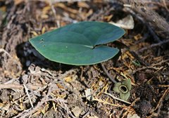 Asarum nipponicum nipponicum