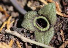 Asarum nipponicum nipponicum