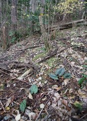 Asarum nipponicum nipponicum