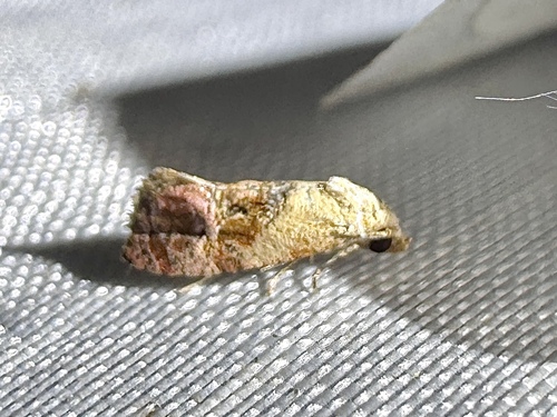 Holland's Cochylid Moth