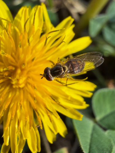 Unknown species found near W Martin Luther King Jr Blvd, Fayetteville, AR, US