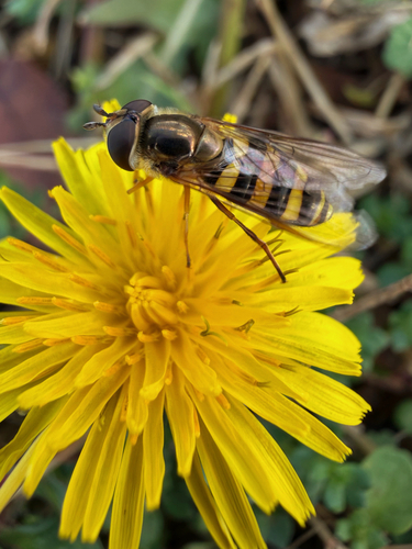 Unknown species found near W Martin Luther King Jr Blvd, Fayetteville, AR, US