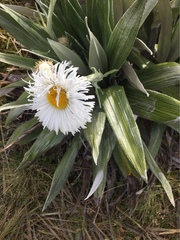 Celmisia semicordata