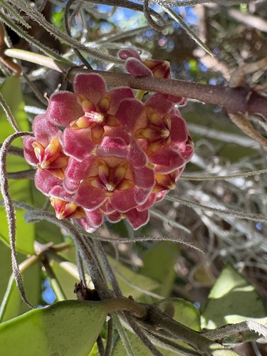 Hoya davidcummingii Kloppenb. 4