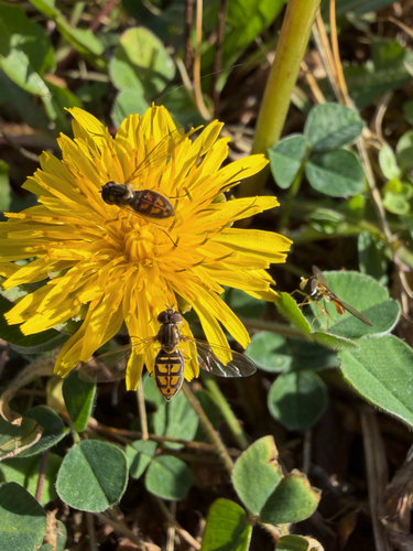 Unknown species found near W Martin Luther King Jr Blvd, Fayetteville, AR, US