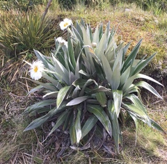 Celmisia semicordata