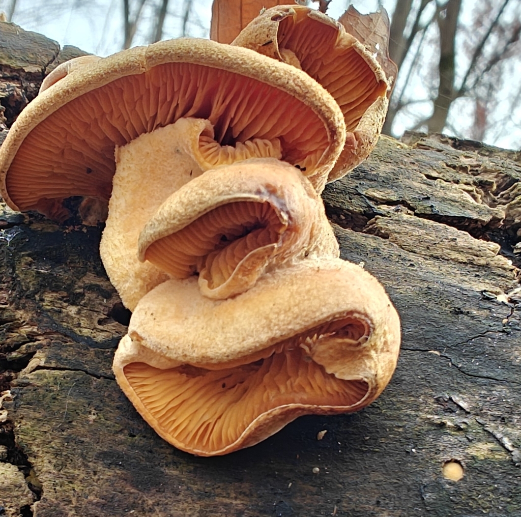 Phyllotopsis nidulans · November 2025 · photo: © markjones6 (iNaturalist, cc0)