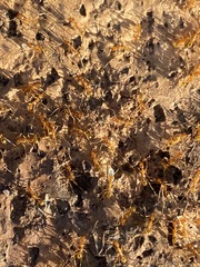 Pheidole desertorum