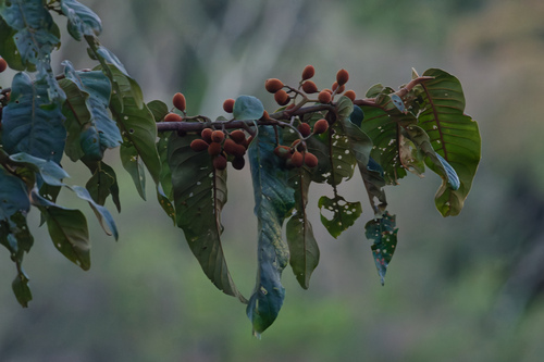 virola nut (Virola sebifera)