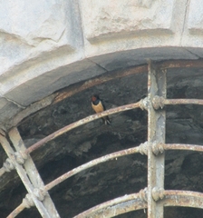 Hirundo rustica