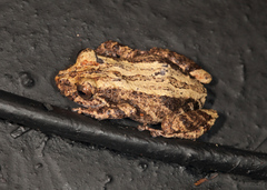 Pristimantis altamazonicus
