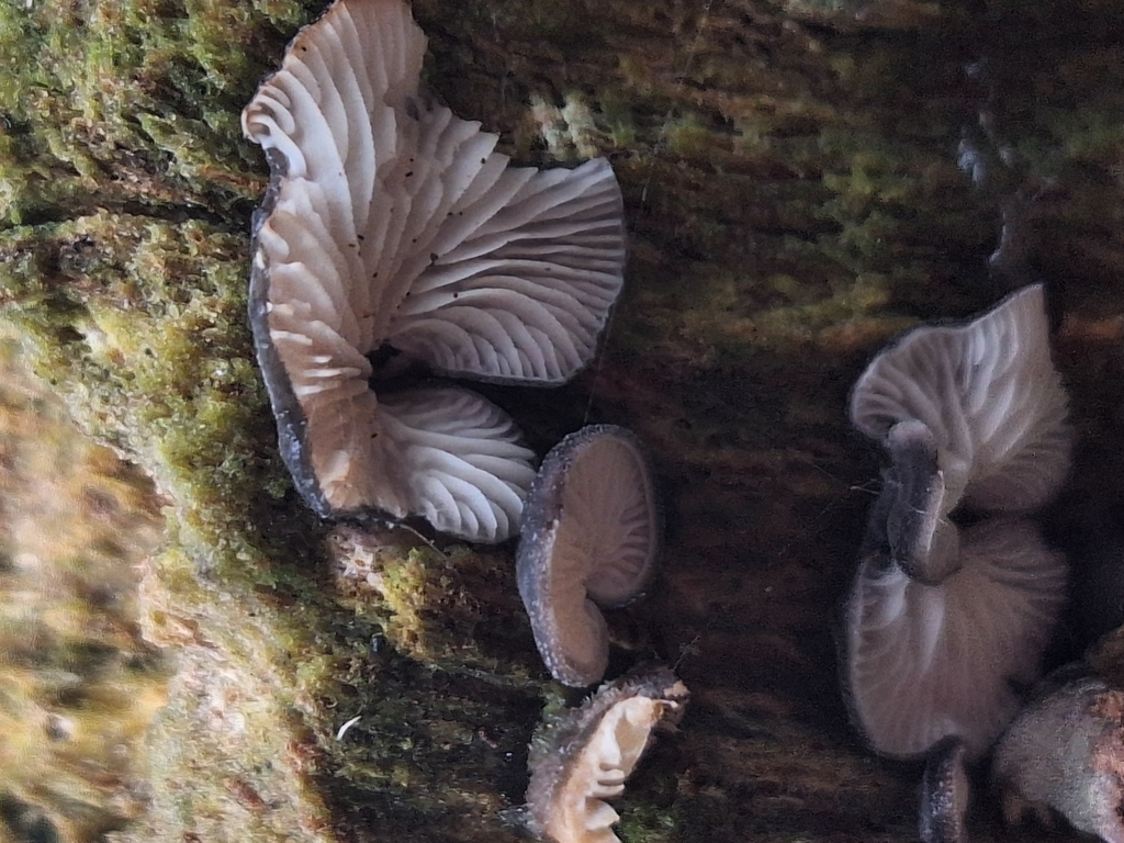 Resupinatus applicatus · November 2025 · photo: © rocio_pose (iNaturalist, cc-by)