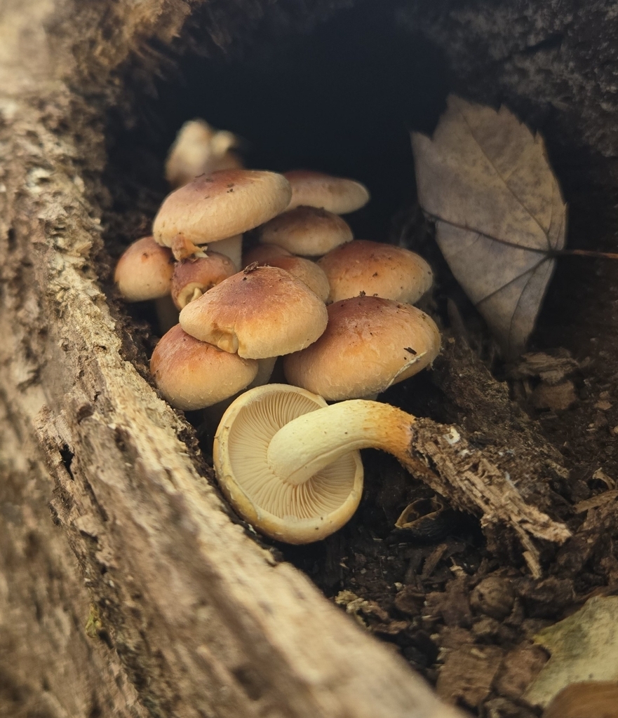 Hypholoma lateritium · November 2025 · photo: © benfungi (iNaturalist, cc-by)