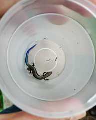 Plestiodon bilineatus
