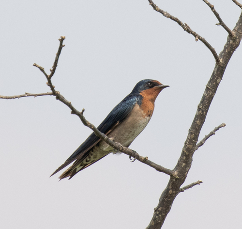 Angola Swallow (Hirundo angolensis), photo 10