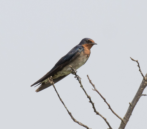iNaturalist image