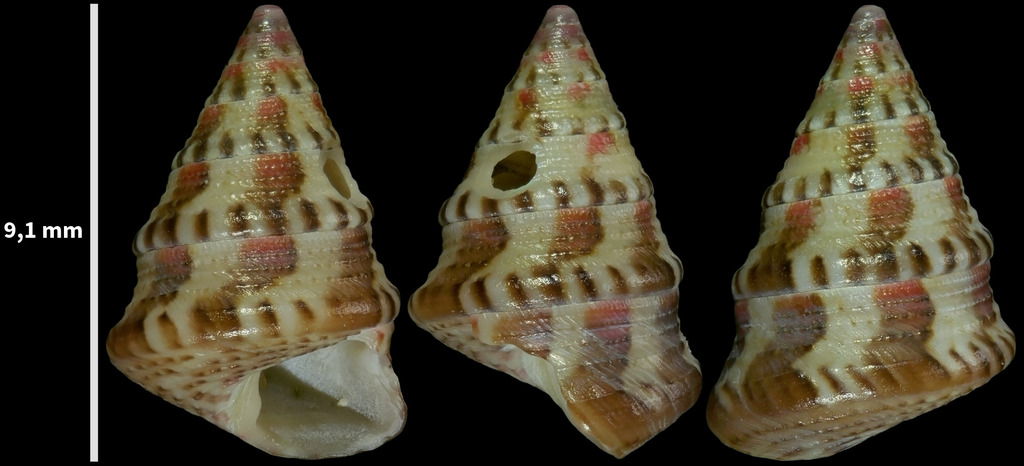 Jujubinus swinneni
