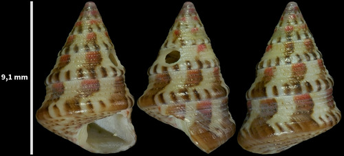 Jujubinus swinneni