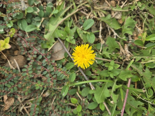 Taraxacum officinale observed 2025-11-21