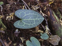 Asarum nipponicum nipponicum