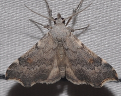 Redectis pygmaea