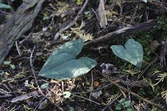 Asarum nipponicum nipponicum