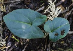 Asarum nipponicum nipponicum